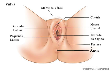 Vulva e vagina: entenda a diferença e a importância de cada parte