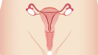 Anatomia da vagina