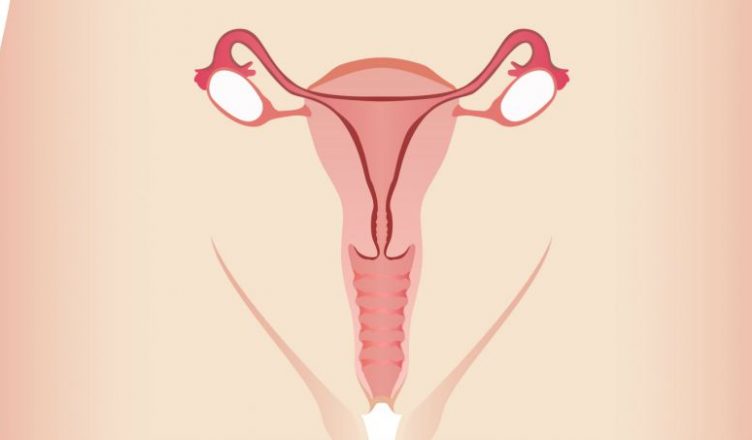 Anatomia da vagina